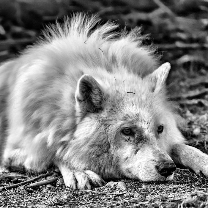 ruhender Polarwolf, Glasbild Quadratisch