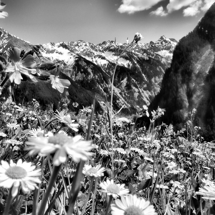 Wunderschöne Blumen Alpenwiese, Glasbild Quadratisch