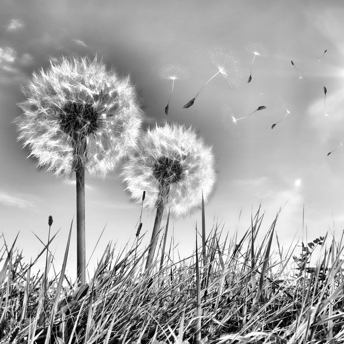 Pusteblumen auf Frühlingswiese, Glasbild Quadratisch