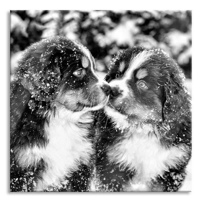 Bernersennen Hunde Welpen, Glasbild Quadratisch