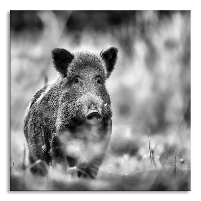 Stolzes Wildschwein im Wald, Glasbild Quadratisch