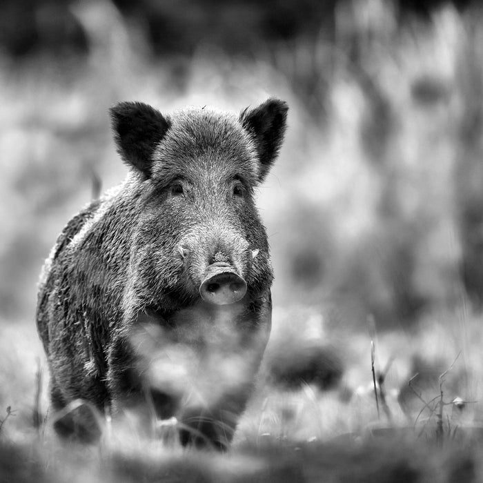 Stolzes Wildschwein im Wald, Glasbild Quadratisch