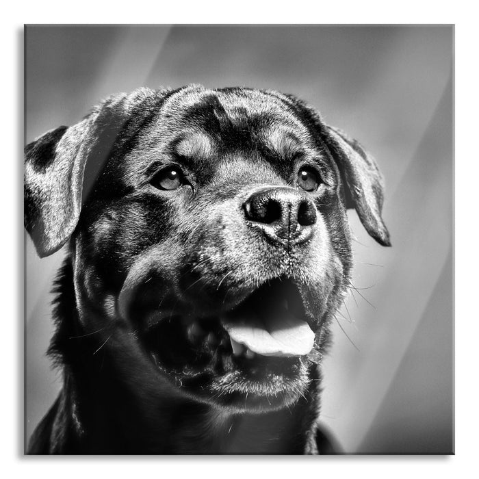 Treuer Rottweiler, Glasbild Quadratisch