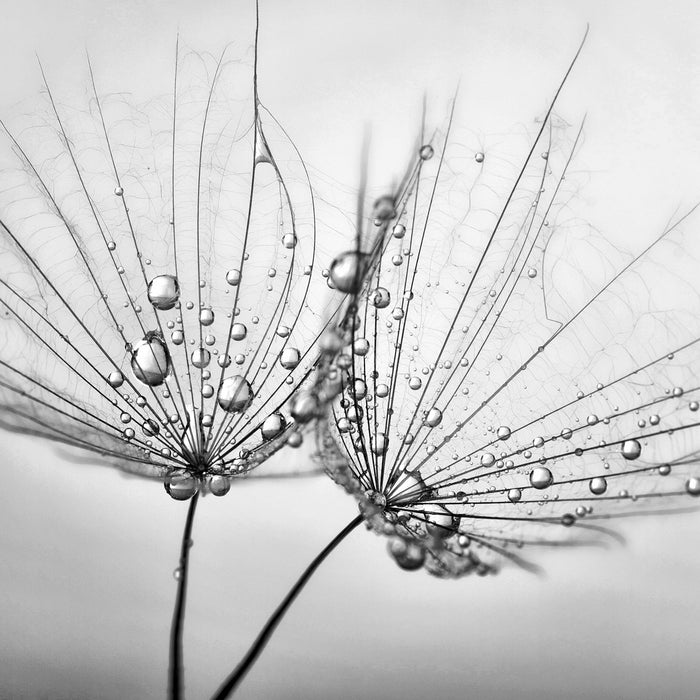 Pusteblumen mit Tautropfen, Glasbild Quadratisch