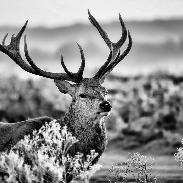 Stolzer Hirsch auf Wiese, Glasbild Quadratisch