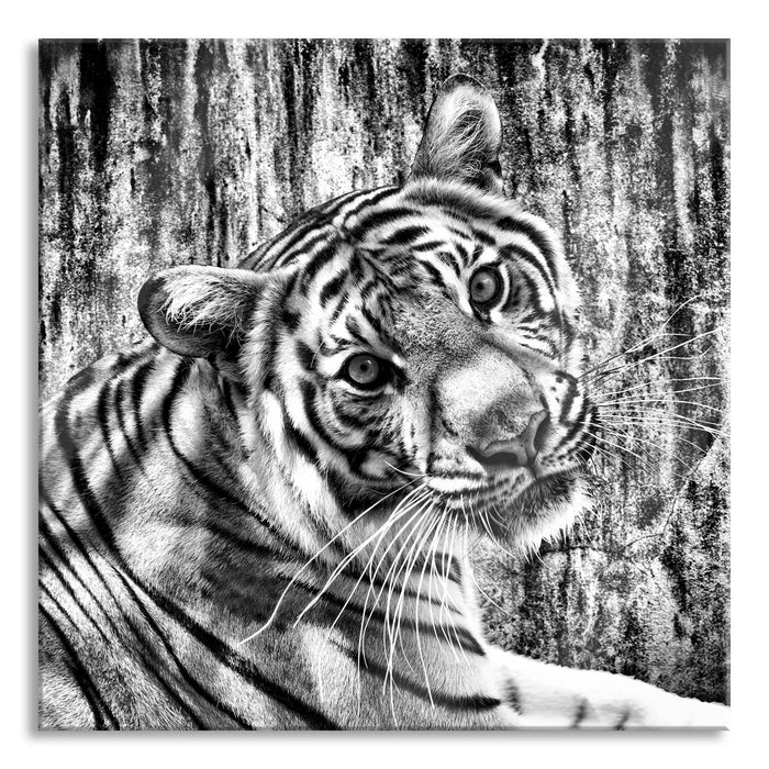 Pixxprint Neugieriger Tiger, Glasbild Quadratisch