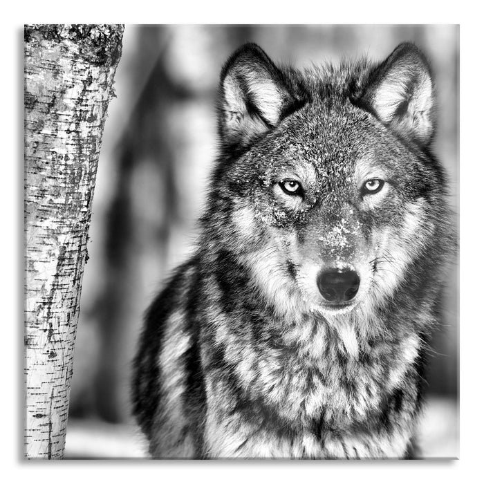 Pixxprint Wachsamer Wolf, Glasbild Quadratisch