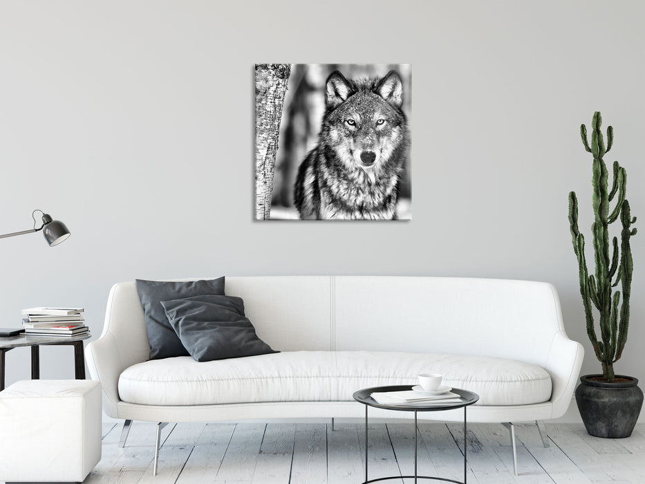 Wachsamer Wolf, Glasbild Quadratisch