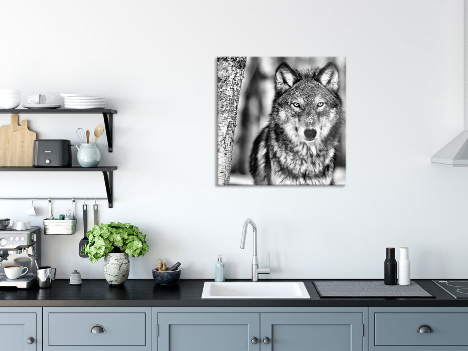 Wachsamer Wolf, Glasbild Quadratisch