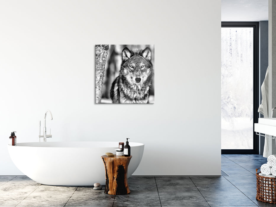 Wachsamer Wolf, Glasbild Quadratisch