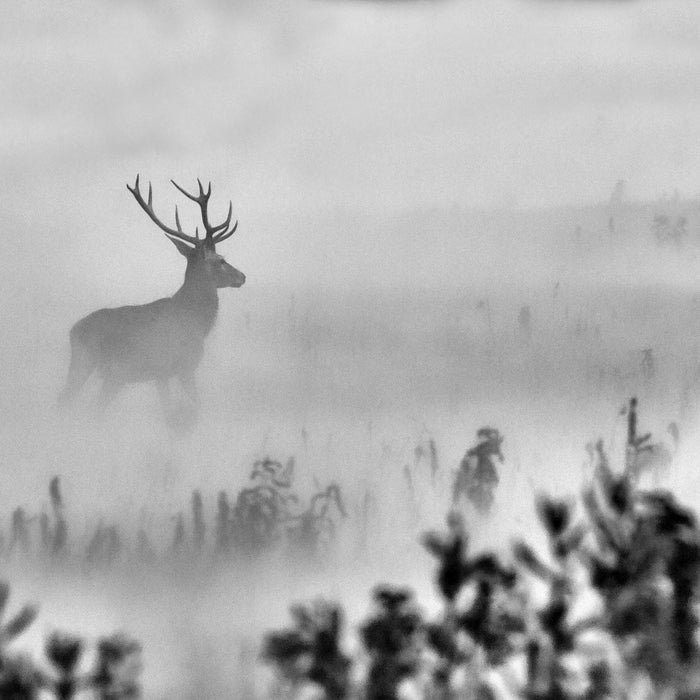 Hirsch im Nebel, Glasbild Quadratisch