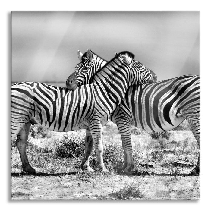 Schmusende Zebras, Glasbild Quadratisch