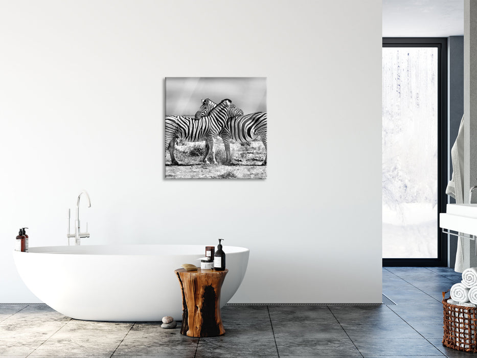 Schmusende Zebras, Glasbild Quadratisch