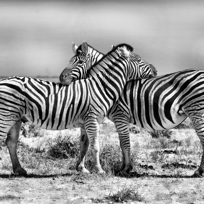 Schmusende Zebras, Glasbild Quadratisch