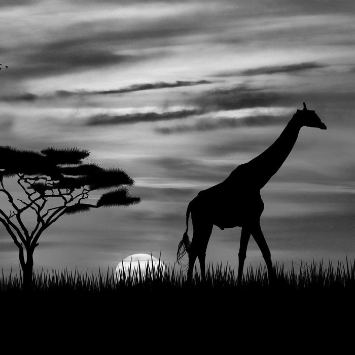 Giraffe im Sonnenuntergang, Glasbild Quadratisch