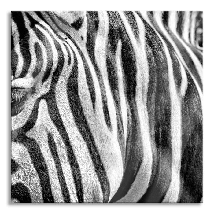 Zebra Porträt, Glasbild Quadratisch