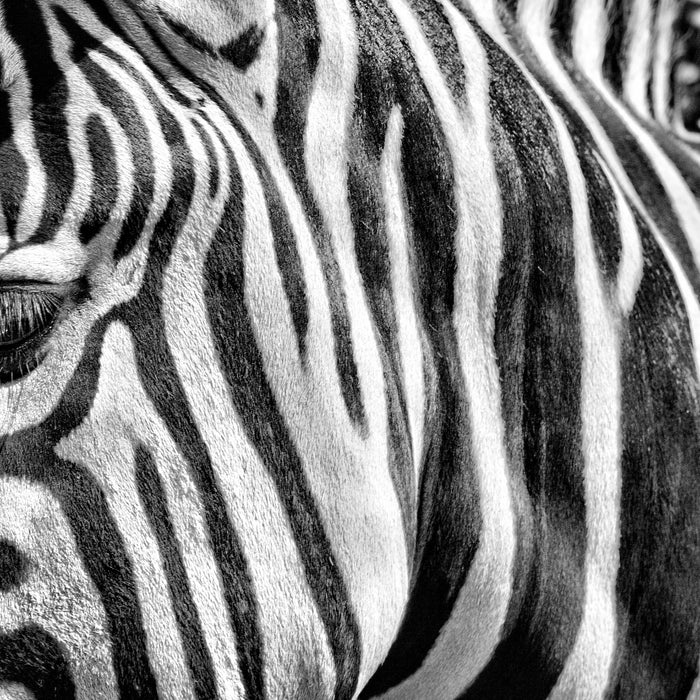 Zebra Porträt, Glasbild Quadratisch