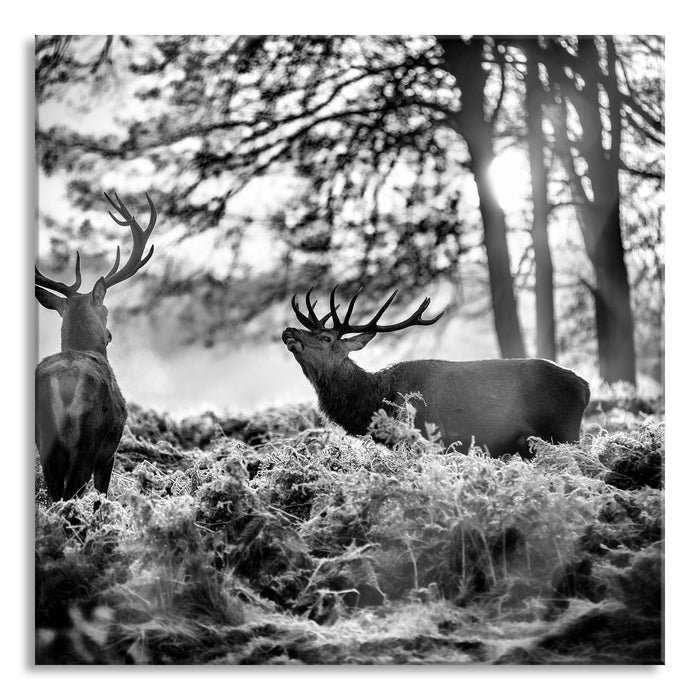 Pixxprint Hirsch Rivalen kämpfen, Glasbild Quadratisch