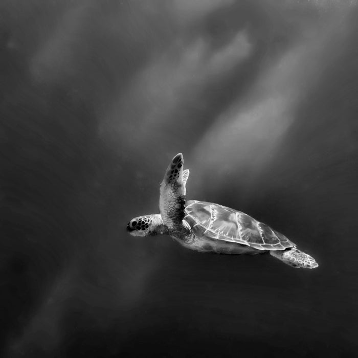 Alte Schildkröte im Meer, Glasbild Quadratisch