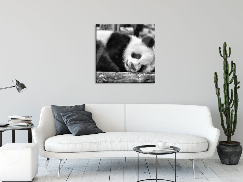 süßer kleiner Pandabär, Glasbild Quadratisch