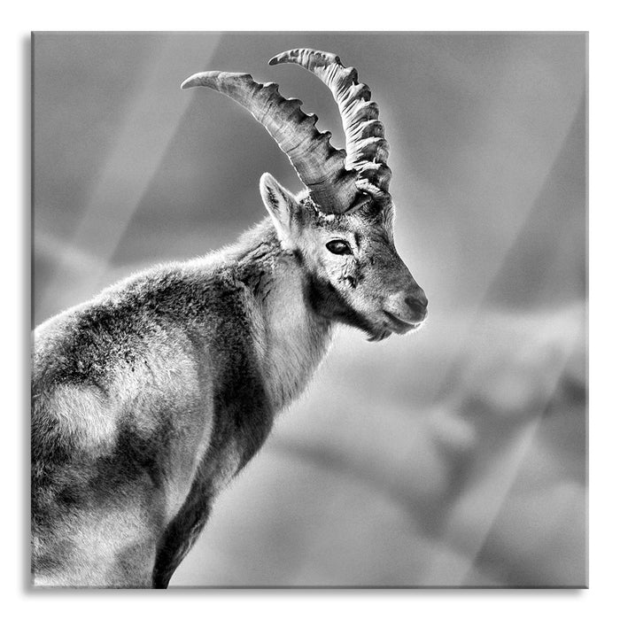 Steinbock im Schnee, Glasbild Quadratisch