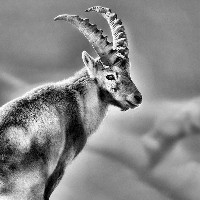 Steinbock im Schnee, Glasbild Quadratisch