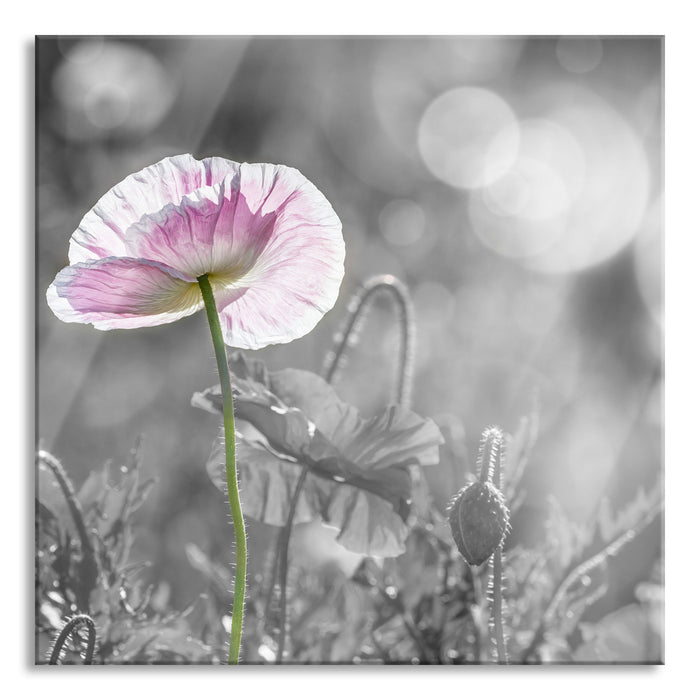 Kalifornischer Mohn im Frühling, Glasbild Quadratisch