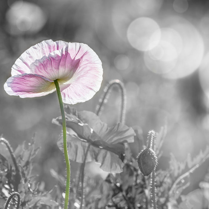 Kalifornischer Mohn im Frühling, Glasbild Quadratisch