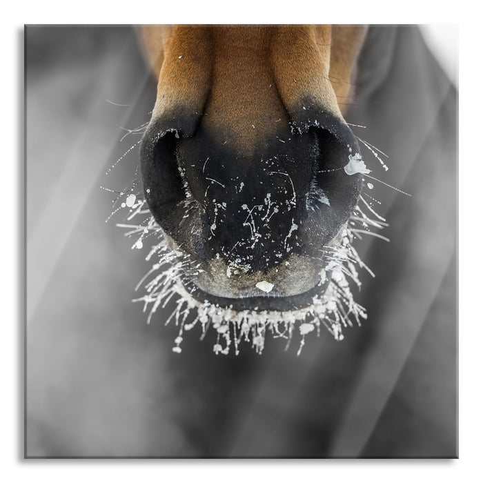 Pferdeschnauze, Glasbild Quadratisch