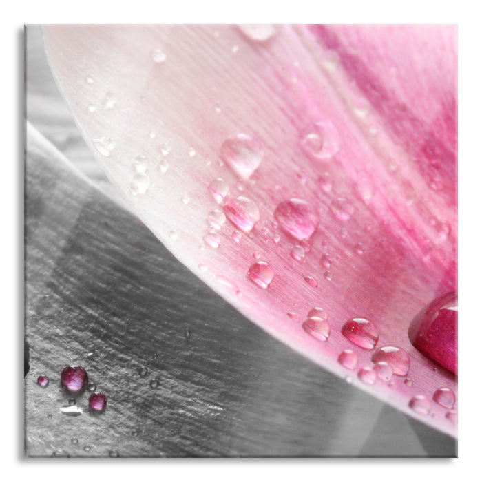 Pixxprint Tulpenblätter mit Wassertropfen, Glasbild Quadratisch