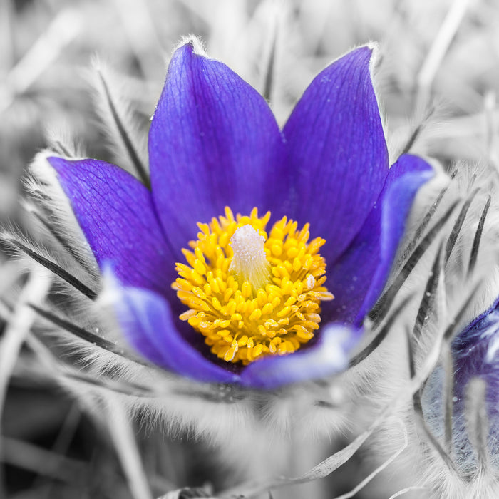 Krokusse in der Blütezeit, Glasbild Quadratisch