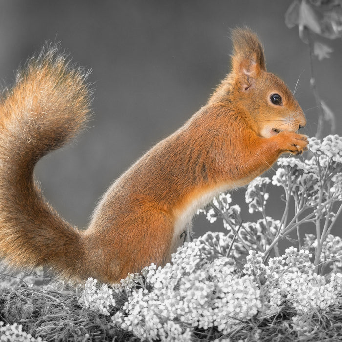 Nagendes Eichhörnchen im Moos, Glasbild Quadratisch