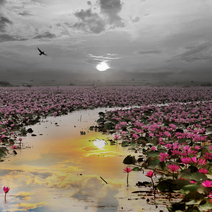Lotusblüten am See, Glasbild Quadratisch