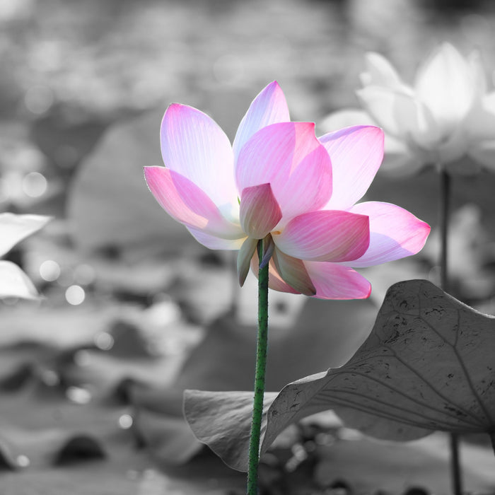 Asiatische Lotusblüte im Teich, Glasbild Quadratisch