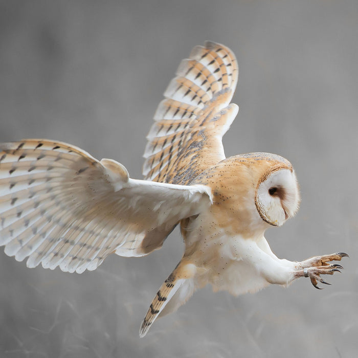 Fliegende Weiße Eule bei der Jagd, Glasbild Quadratisch