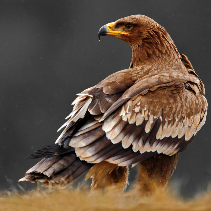 Falke mit Gefieder, Glasbild Quadratisch