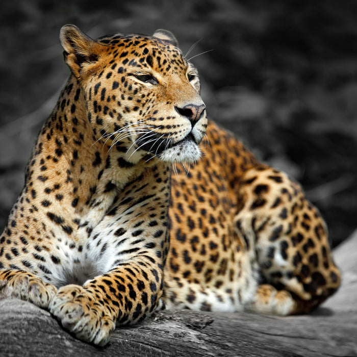 Wunderschöner Leopard in der Natur, Glasbild Quadratisch