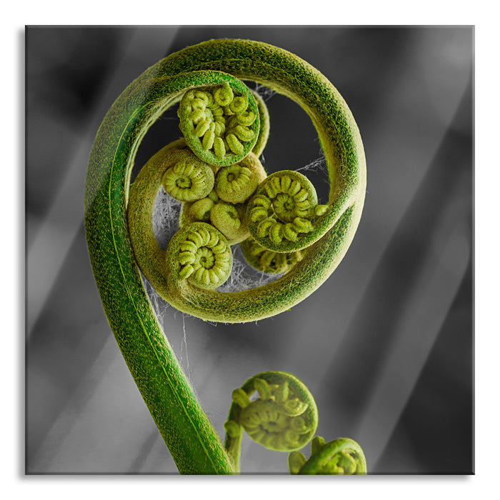 Pixxprint Blatt von einer Farne im Wald, Glasbild Quadratisch