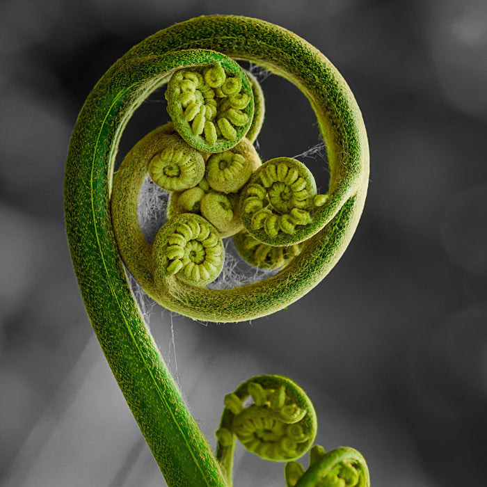 Blatt von einer Farne im Wald, Glasbild Quadratisch