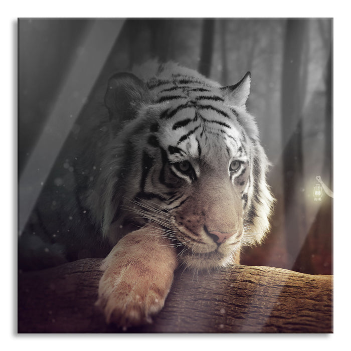 Pixxprint Eine Frau und ein Riesen-Tiger, Glasbild Quadratisch