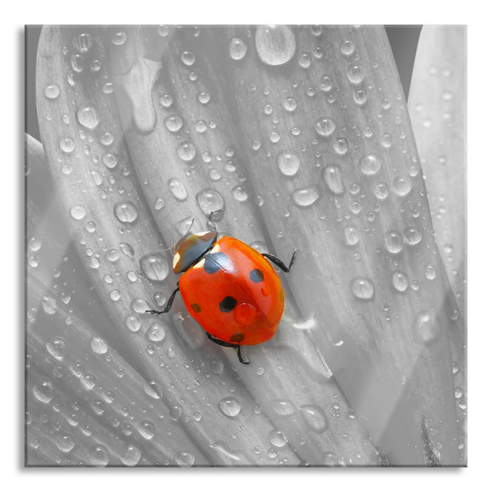 Pixxprint Marienkäfer auf gelber Blume, Glasbild Quadratisch
