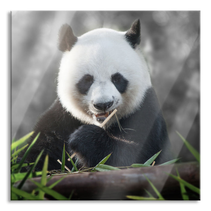 Niedlicher Panda isst Bambus, Glasbild Quadratisch