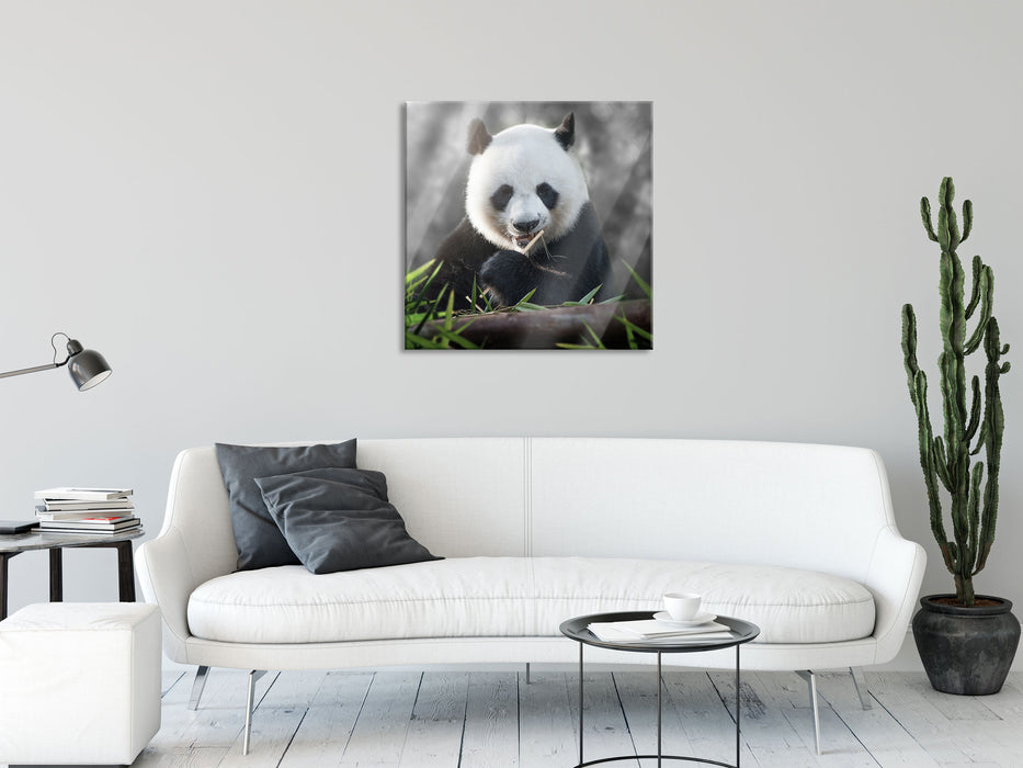 Niedlicher Panda isst Bambus, Glasbild Quadratisch