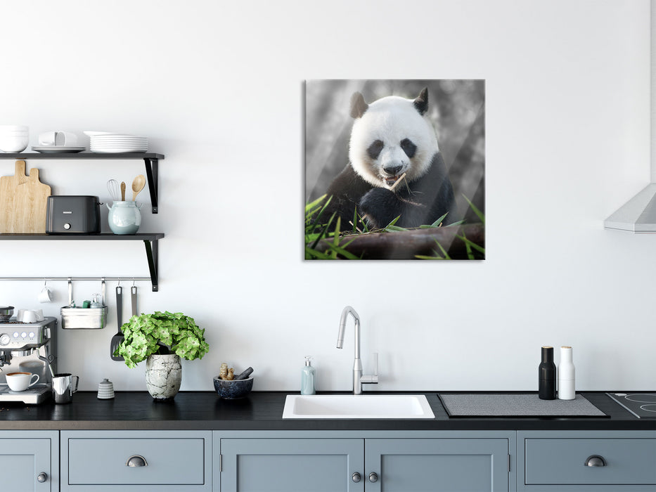 Niedlicher Panda isst Bambus, Glasbild Quadratisch