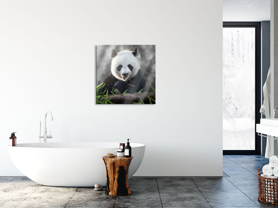 Niedlicher Panda isst Bambus, Glasbild Quadratisch