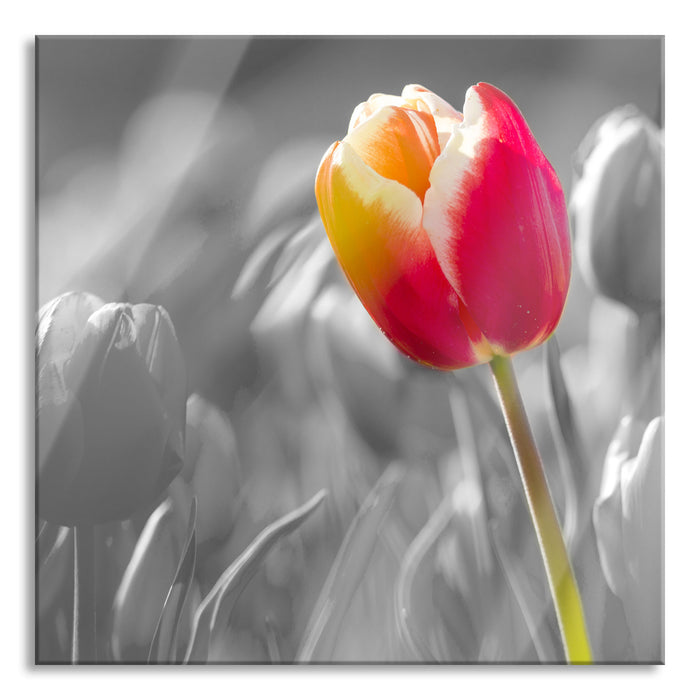 Blühende rote Tulpen, Glasbild Quadratisch