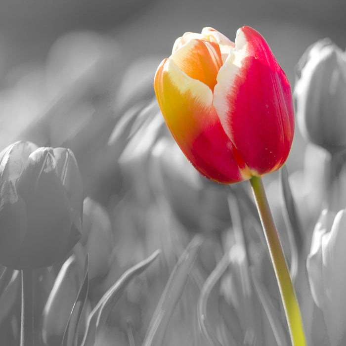 Blühende rote Tulpen, Glasbild Quadratisch