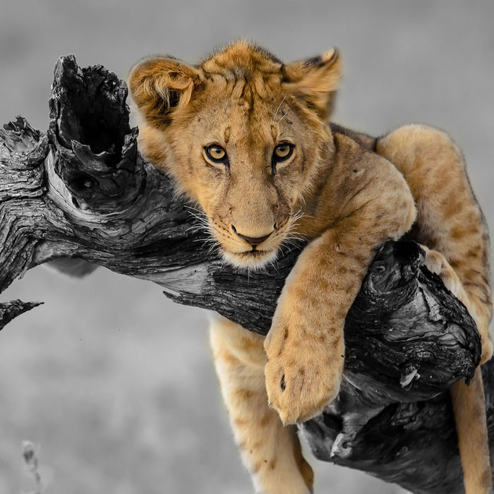 Junger Löwe in der Natur, Glasbild Quadratisch