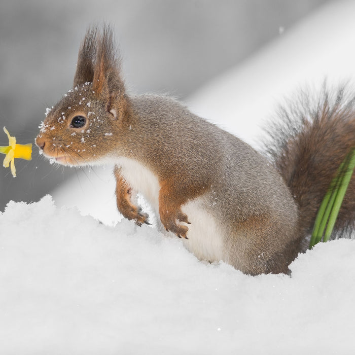 Eichhörnchen im Schnee, Glasbild Quadratisch