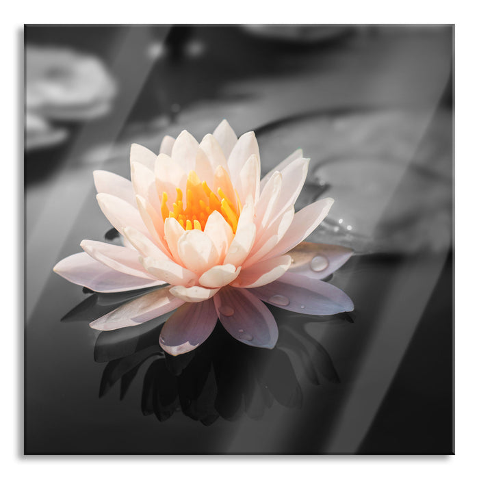 Lotusblume in Teich, Glasbild Quadratisch